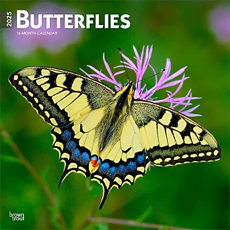 2025 BrownTrout Butterflies Monthly Plastic-Free Square Wall Calendar, 12″ x 12″, Wildlife, January to December 2025, 9781975476762
