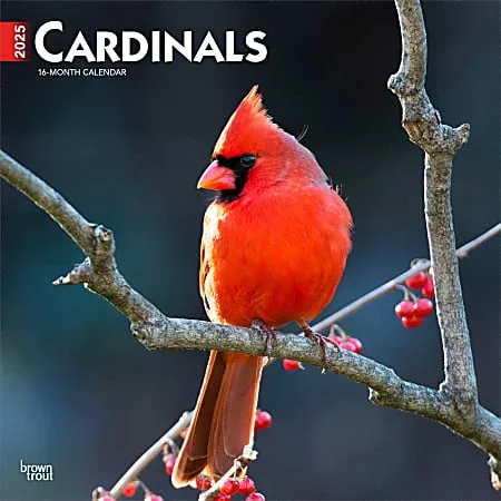 2025 BrownTrout Cardinals Monthly Plastic-Free Square Wall Calendar, 12″ x 12″, Wildlife, January to December 2025, 9781975476786