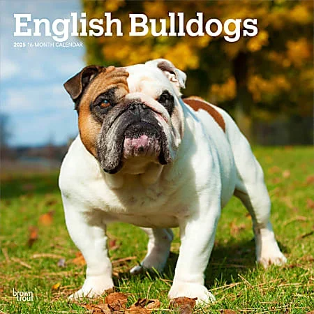 2025 BrownTrout English Bulldogs Monthly Plastic-Free Square Wall Calendar, 12″ x 12″, Dog Breeds, January to December 2025, 9781975476755