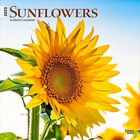 2025 BrownTrout Sunflowers Monthly Plastic-Free Square Wall Calendar, 12″ x 12″, Home and Garden, January to December 2025, 9781975477837