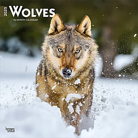 2025 BrownTrout Wolves Monthly Plastic-Free Square Wall Calendar, 12″ x 12″, Wildlife, January to December 2025, 9781975475963