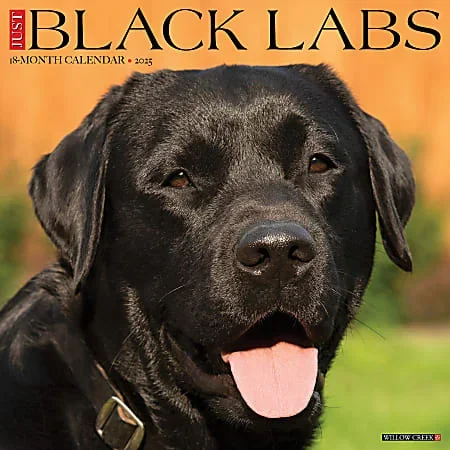 2025 Willow Creek Press Animals Monthly Wall Calendar, 12” x 12”, Black Labs, January To December, 41864