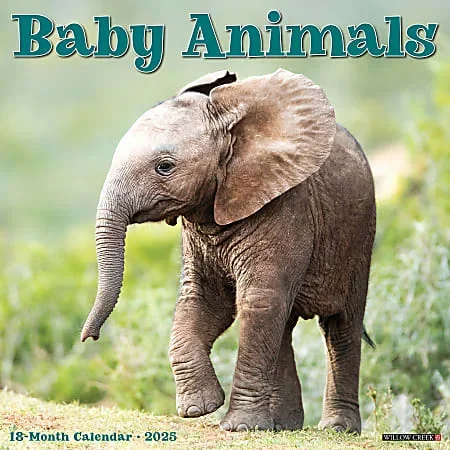 2025 Willow Creek Press Animals Wall Calendar, 12″ x 12″, Baby Animals, January To December, 41512